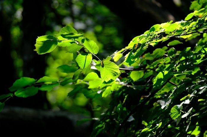 Waldbaden – Morschach